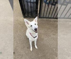German Shepherd Dog Dogs for adoption in Riverside, CA, USA