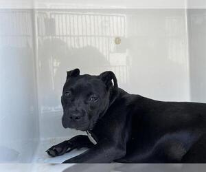 American Pit Bull Terrier-Unknown Mix Dogs for adoption in Augusta, GA, USA
