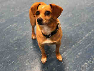 Chiweenie Dogs for adoption in Hampton Bays, NY, USA