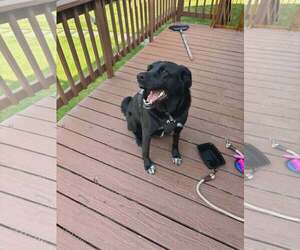 Mutt Dogs for adoption in Westwood, NJ, USA