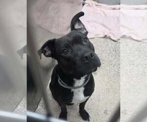 American Pit Bull Terrier-Unknown Mix Dogs for adoption in Martinsburg, WV, USA
