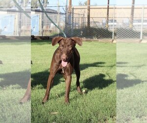 American Pit Bull Terrier-Pointer Mix Dogs for adoption in El Centro, CA, USA