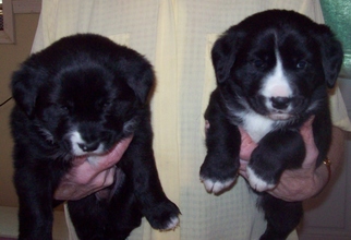 Borador Dogs for adoption in Newfoundland, PA, USA