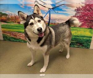 Siberian Husky-Unknown Mix Dogs for adoption in Moreno Valley, CA, USA