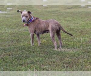 American Pit Bull Terrier-Black and Tan Coonhound-Labrador Retriever Mix Dogs for adoption in Longview, TX, USA