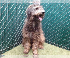 English Shepherd Dogs for adoption in Downey, CA, USA