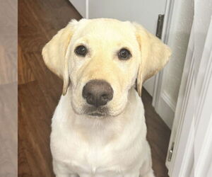 Labrador Retriever-Unknown Mix Dogs for adoption in Fort Worth, TX, USA