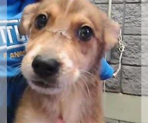 German Shepherd Dog Dogs for adoption in Tulsa, OK, USA