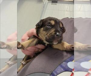 Labrador Retriever-Unknown Mix Dogs for adoption in Houston, TX, USA