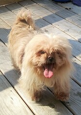 Shih Tzu Dogs for adoption in Baileyton, AL, USA