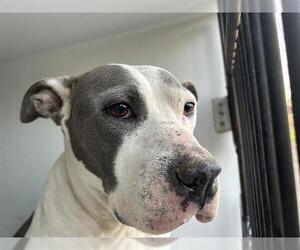 American Pit Bull Terrier-Unknown Mix Dogs for adoption in Houston, TX, USA
