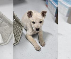 German Shepherd Dog-Unknown Mix Dogs for adoption in Temple, TX, USA