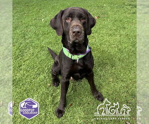 Great Dane-Labrador Retriever Mix Dogs for adoption in Irvine, CA, USA