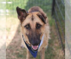 German Shepherd Dog-Unknown Mix Dogs for adoption in San Antonio, TX, USA