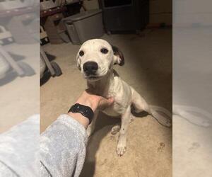 Dalmatian-Unknown Mix Dogs for adoption in San Antonio, TX, USA