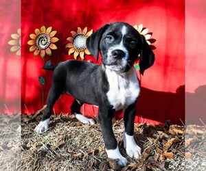 Bulldog-Labrador Retriever Mix Dogs for adoption in Wetumpka, AL, USA