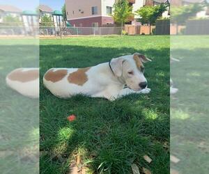 American Bulldog-Labrador Retriever Mix Dogs for adoption in Lebanon, OR, USA
