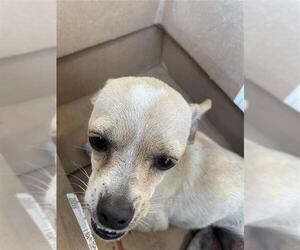 Chihuahua Dogs for adoption in San Antonio, TX, USA