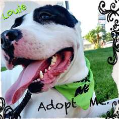 American Pit Bull Terrier Dogs for adoption in wellington, CO, USA