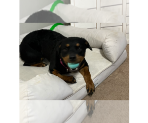 Rottweiler Dogs for adoption in Gilbert, AZ, USA