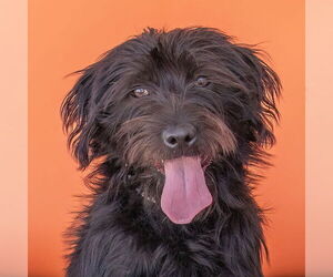 Miniature Schnauzer-Unknown Mix Dogs for adoption in Pasadena, CA, USA
