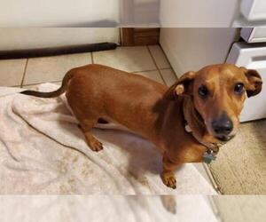 Dachshund Dogs for adoption in Kettering, OH, USA