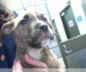 American Pit Bull Terrier Dogs for adoption in Tulsa, OK, USA