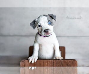 American Pit Bull Terrier Dogs for adoption in Rockville, MD, USA