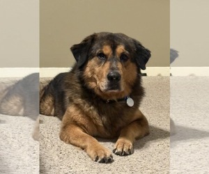 Labrador Retriever-Unknown Mix Dogs for adoption in The Woodlands, TX, USA