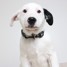 Medium Photo #1 Border Collie-Unknown Mix Puppy For Sale in Eden Prairie, MN, USA