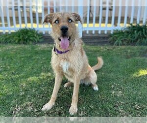 Airedale Terrier-Unknown Mix Dogs for adoption in San Clemente, CA, USA