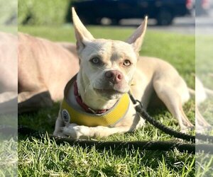 Australian Kelpie-Carolina Dog Mix Dogs for adoption in San Juan Capistrano, CA, USA