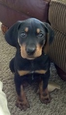 Black and Tan Coonhound Dogs for adoption in Oviedo, FL, USA