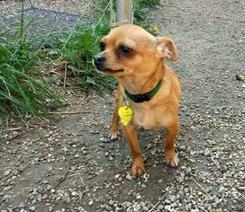 Chihuahua Dogs for adoption in Mukwonago, WI, USA