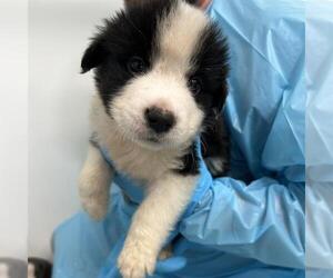 Mutt Dogs for adoption in San Antonio, TX, USA