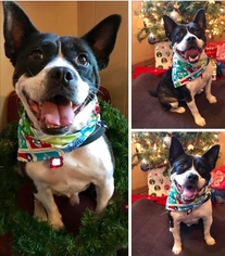 English Boston Bulldog Dogs for adoption in Pawtucket, RI, USA