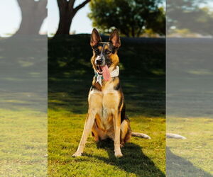 German Shepherd Dog-Unknown Mix Dogs for adoption in Chandler, AZ, USA