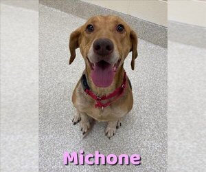 Labrador Retriever-Treeing Walker Coonhound Mix Dogs for adoption in Saginaw, MI, USA