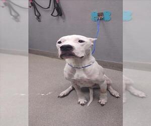 Dogo Argentino-Unknown Mix Dogs for adoption in Las Vegas, NV, USA