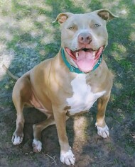 American Staffordshire Terrier Dogs for adoption in Sanford, FL, USA