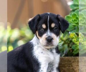 Labrador Retriever-Unknown Mix Dogs for adoption in San Diego, CA, USA