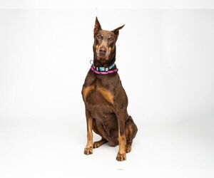 Doberman Pinscher Dogs for adoption in Santa Cruz, CA, USA