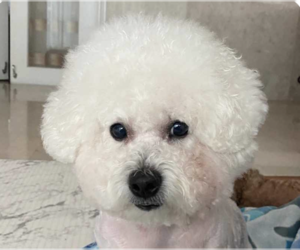 Bichon Frise Dogs for adoption in San Ramon, CA, USA