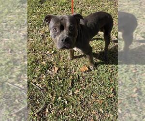 Staffordshire Bull Terrier-Unknown Mix Dogs for adoption in Sanford, FL, USA