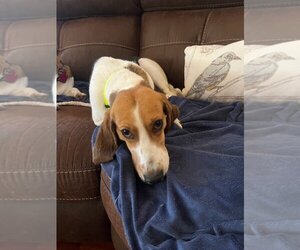 Beagle Dogs for adoption in Las Vegas, NV, USA