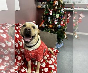 Labrador Retriever Dogs for adoption in Kansas City, MO, USA