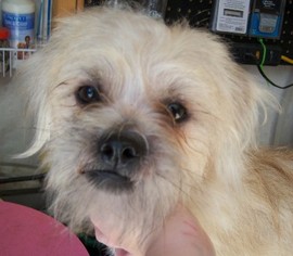Shih Tzu-Unknown Mix Dogs for adoption in Templeton, CA, USA