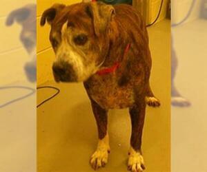 Mutt Dogs for adoption in Sanford, FL, USA