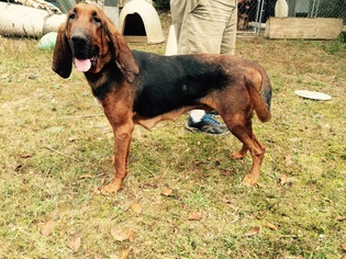 Bloodhound Dogs for adoption in Waldron, AR, USA