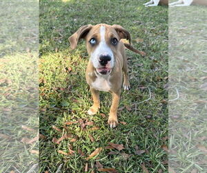 Great Dane-Unknown Mix Dogs for adoption in Ball Ground, GA, USA